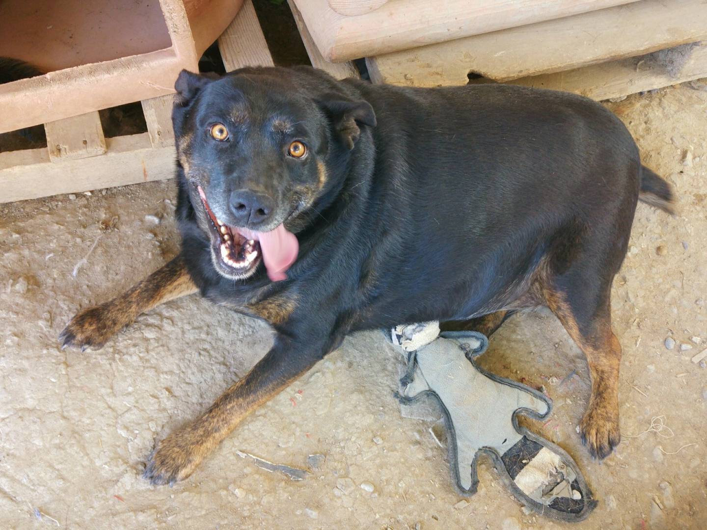 Adotta un cane, femmina, 11 anni  e 5 mesi , Messina