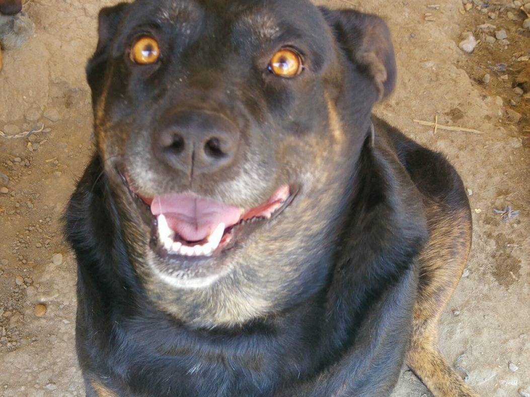 Adotta un cane, taglia media, femmina, Messina