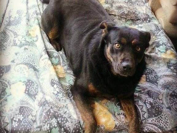 Vuoi adottare un cane a Messina?