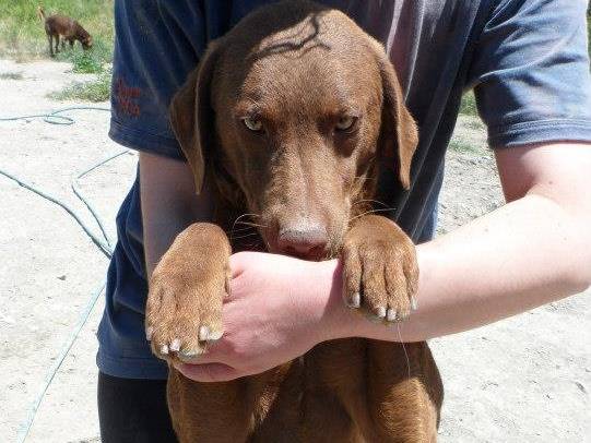 Adotta un cane, taglia media, maschio, Messina