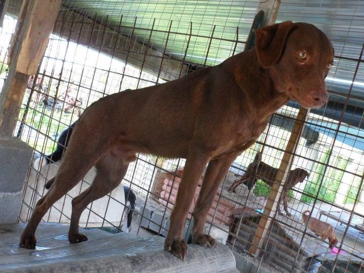 Adotta il cane Zeus a Messina