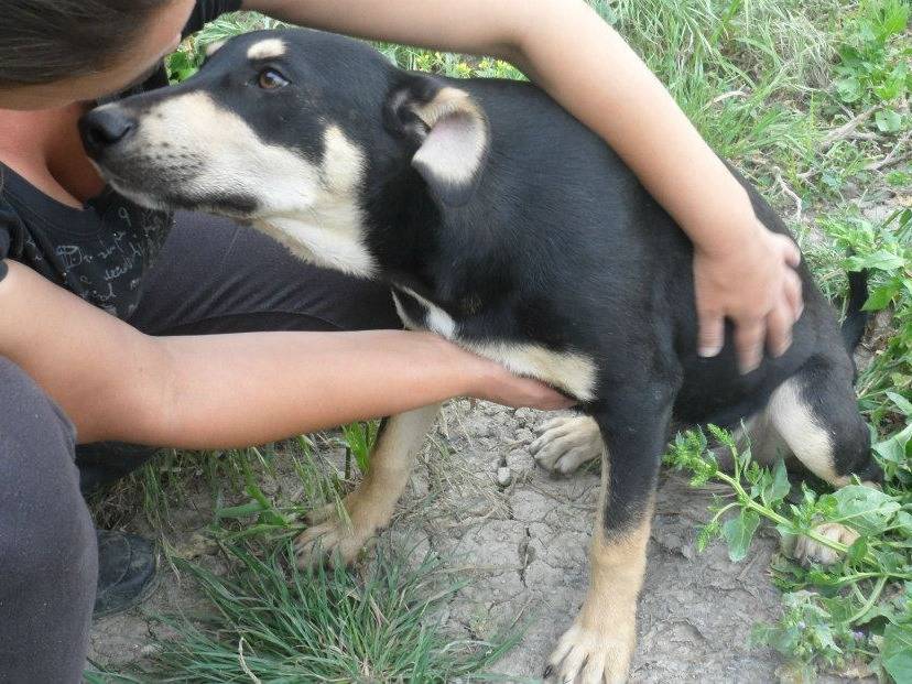 Foto dell'animale