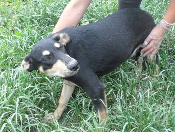 Adotta un cane, femmina, 12 anni  e 7 mesi , Messina