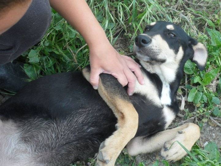 Adotta un cane, taglia media, femmina, Messina