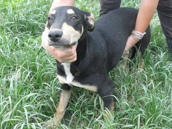 Vuoi adottare un cane a Messina?