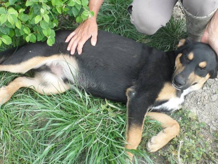 Foto dell'animale