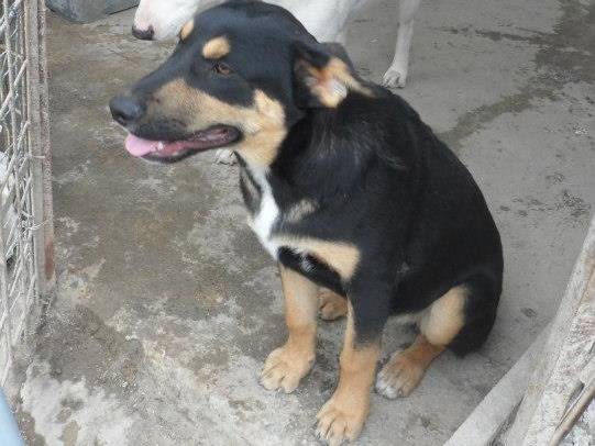 Adotta un cane, maschio, 12 anni  e 7 mesi , Messina