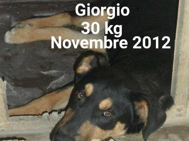 Adotta un cane, taglia media, maschio, Messina