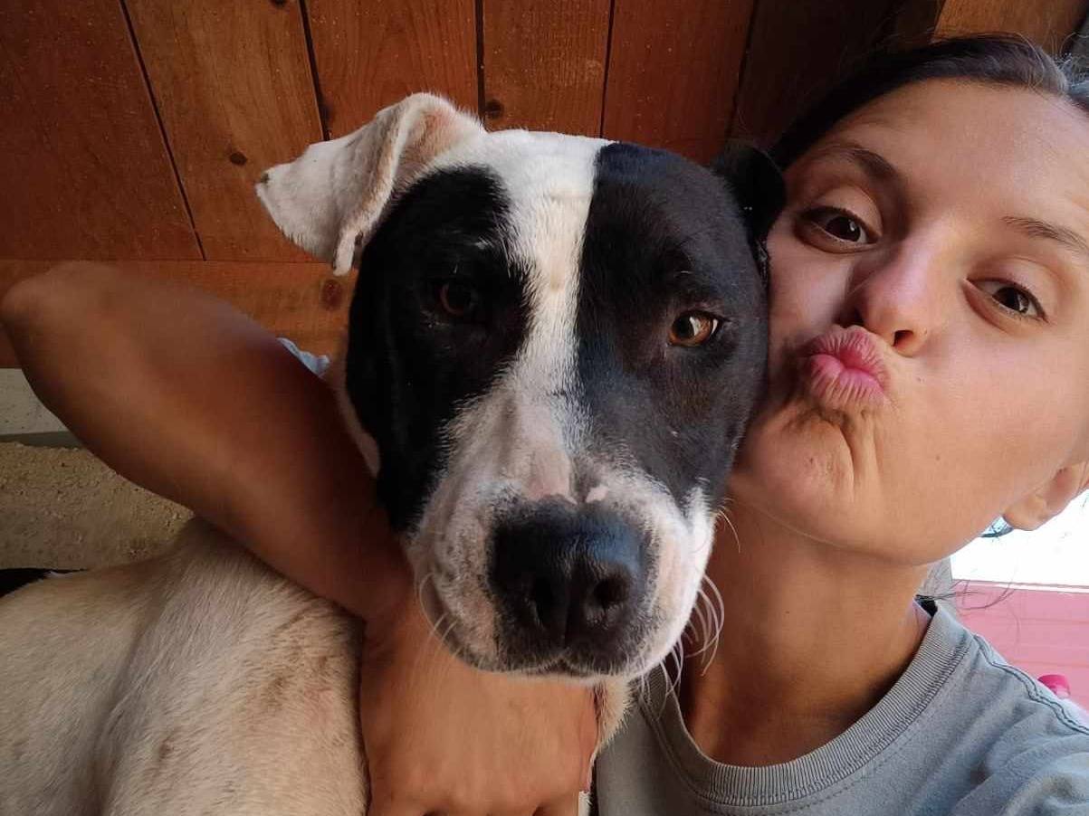 Adotta un cane, maschio, 4 anni  e 3 mesi , Firenze