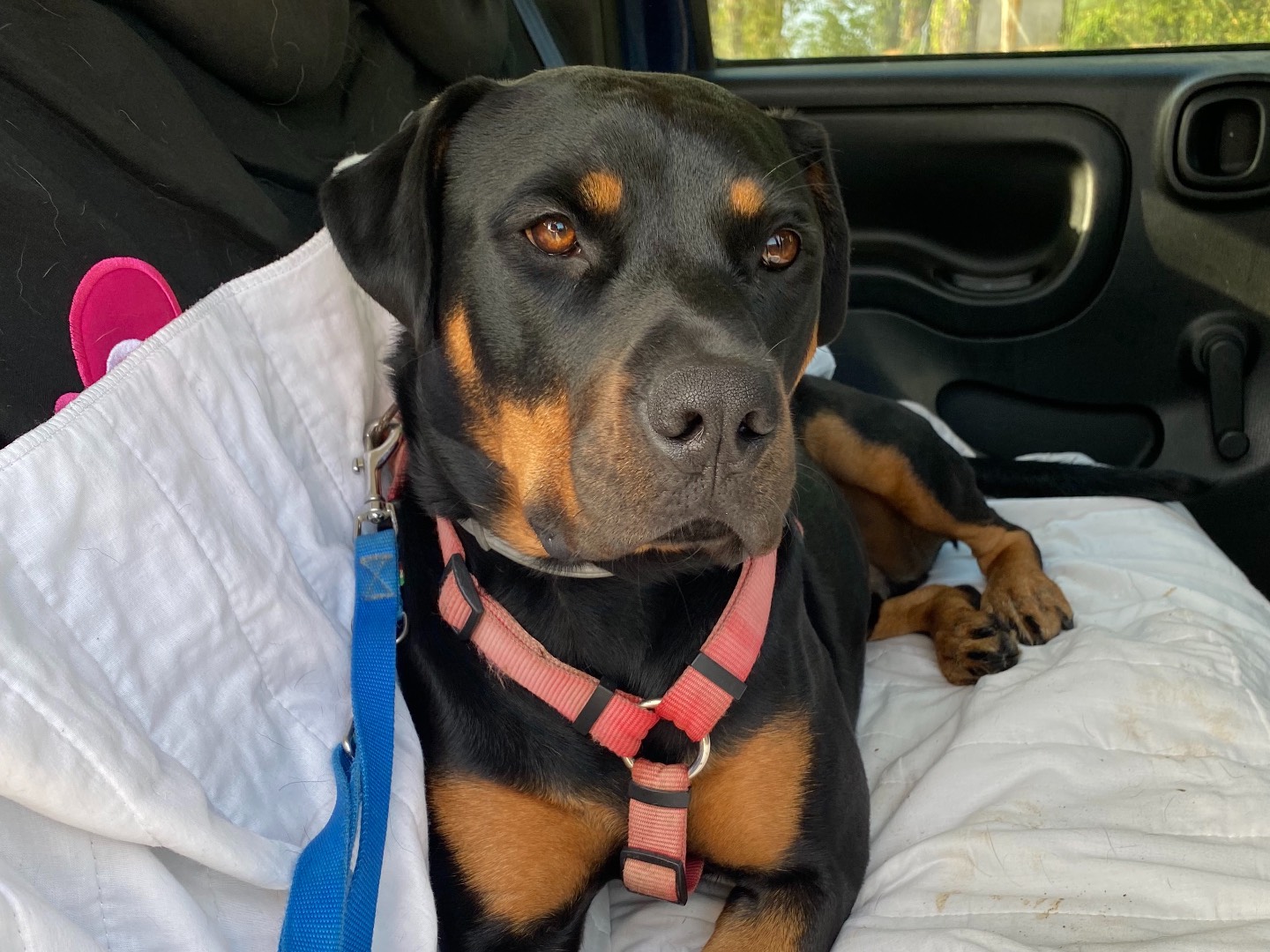 Adotta un cane, maschio, 4 anni  e 8 mesi , Firenze