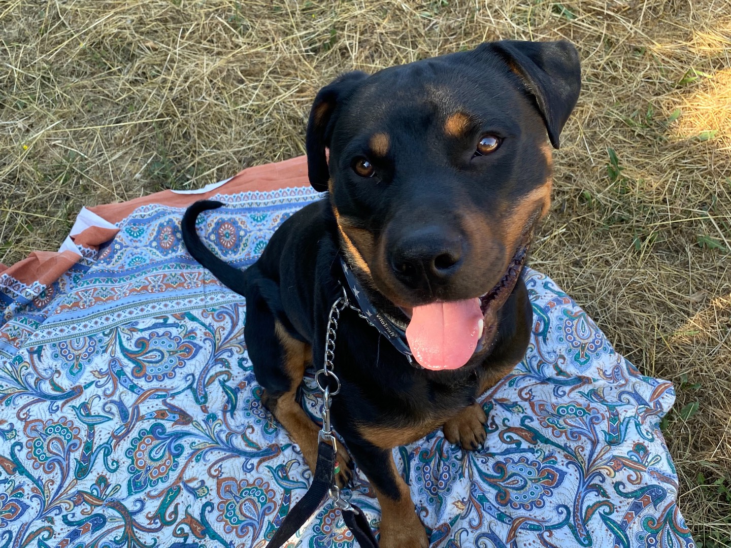 Vuoi adottare un cane a Firenze?
