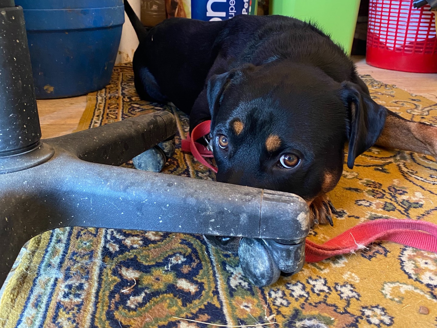Adotta il cane Lucky a Firenze