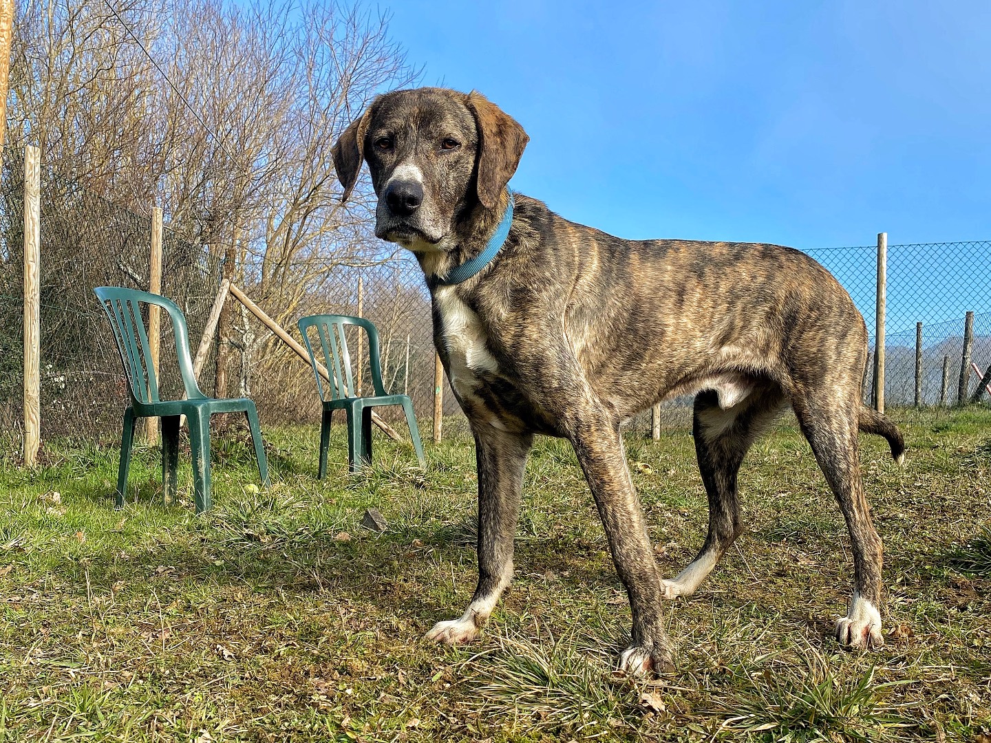 Adotta un cane, maschio, 8 anni  e 3 mesi , Firenze
