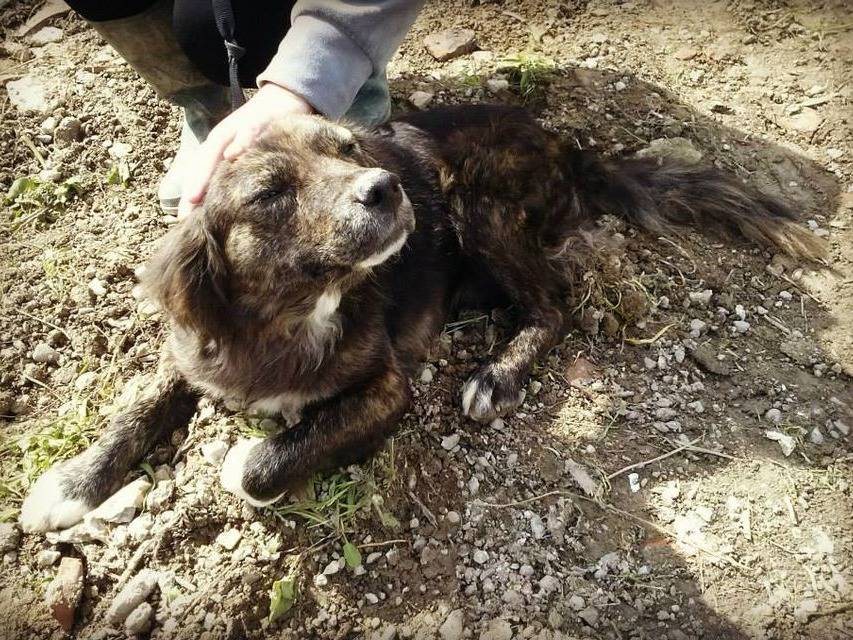 Foto dell'animale