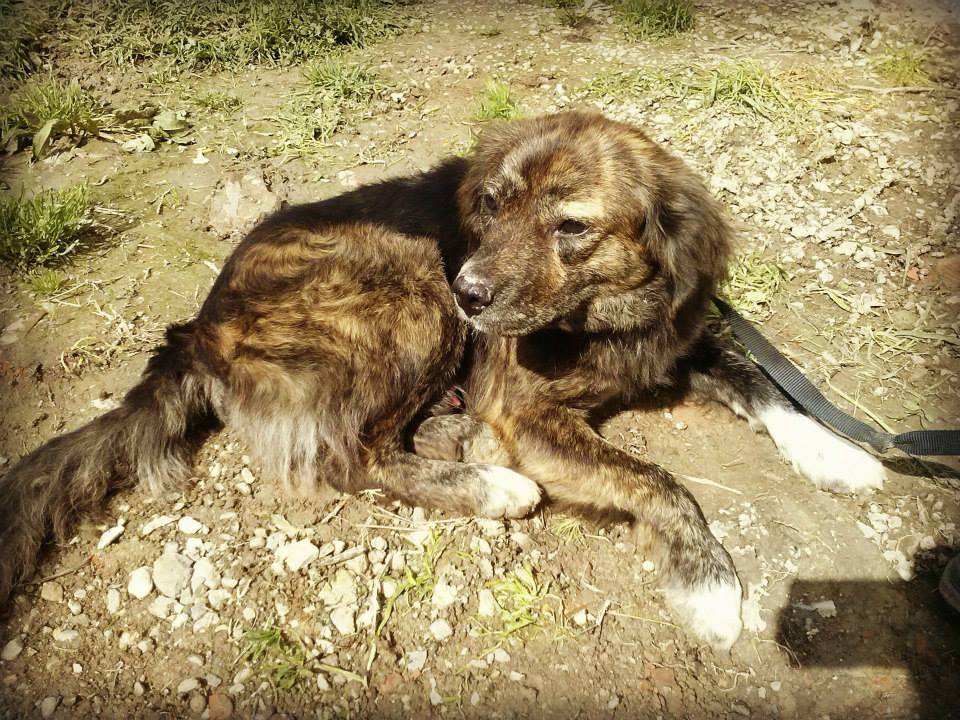 Adotta un cane, maschio, 13 anni  e 5 mesi , Messina