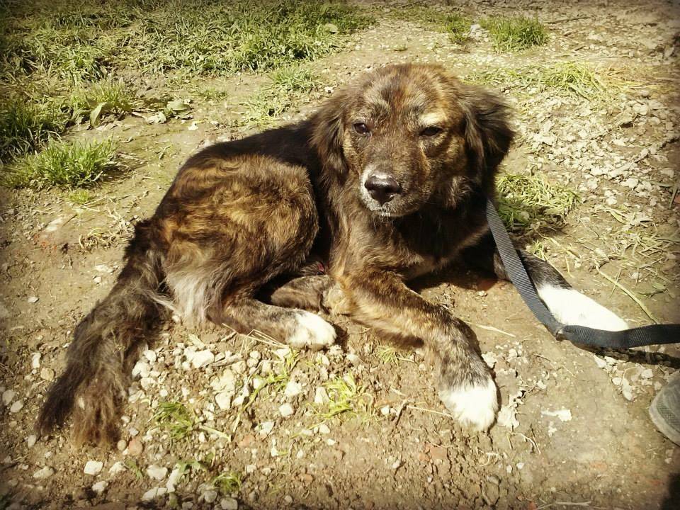 Foto 3 dell'animale