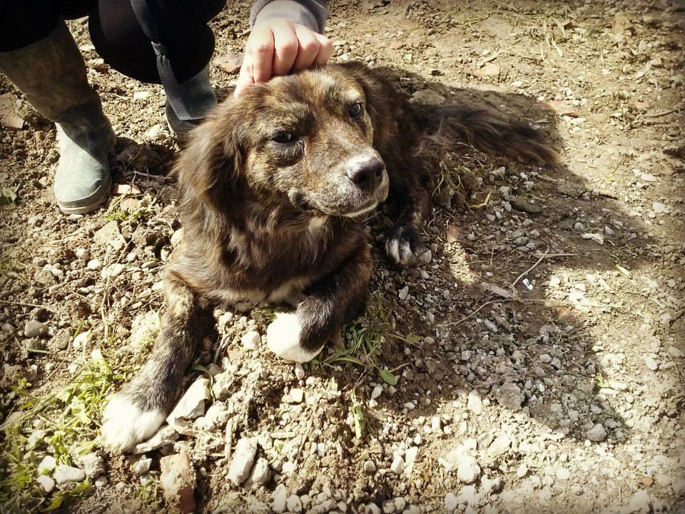 Vuoi adottare un cane a Messina?