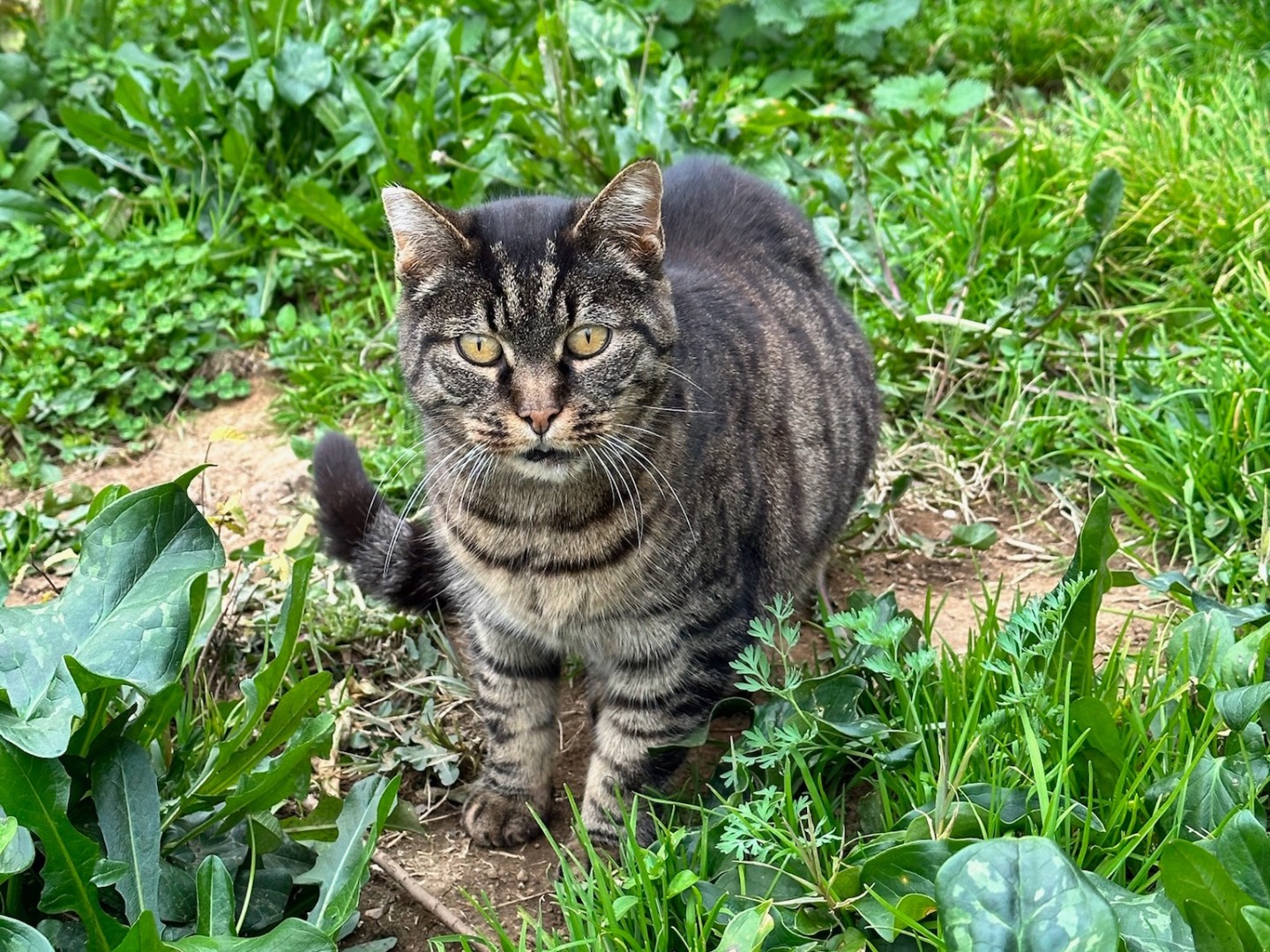 Foto dell'animale
