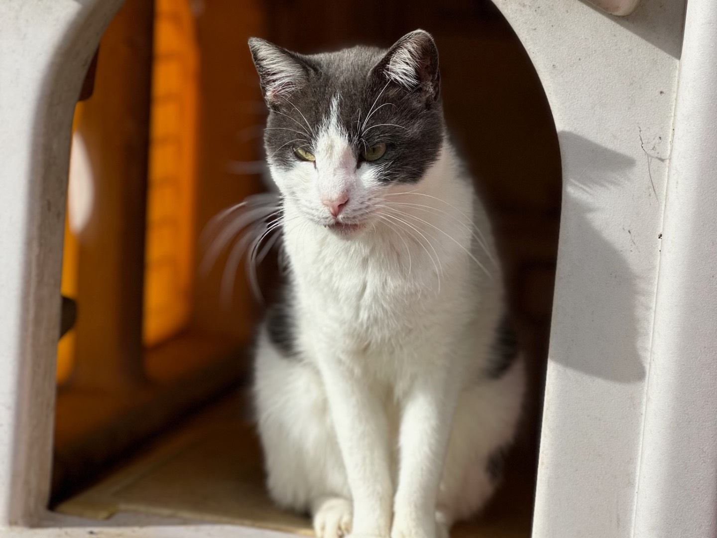 Foto dell'animale