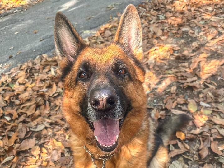 Adotta un cane, maschio, 6 anni  e 3 mesi , Genova