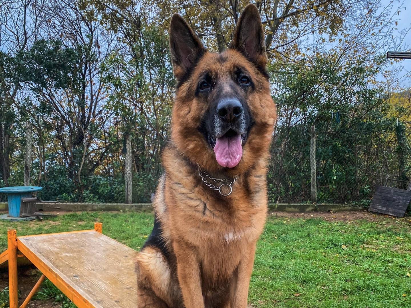 Adotta un cane, taglia gigante, maschio, Genova