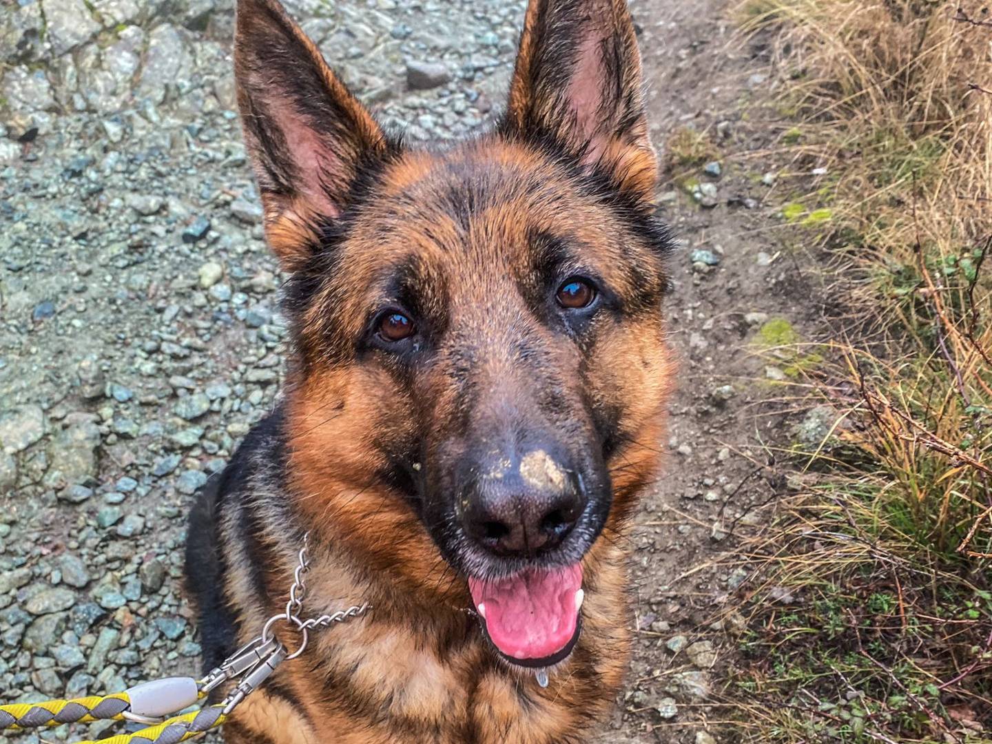 Adotta il cane Argo a Genova
