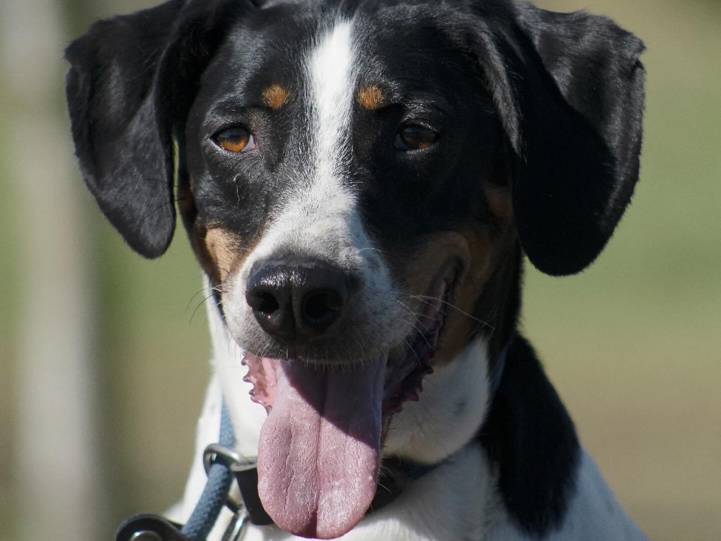 Adozione cane, maschio, Segugio, 7 anni  e 2 mesi , taglia media contenuta, Roma