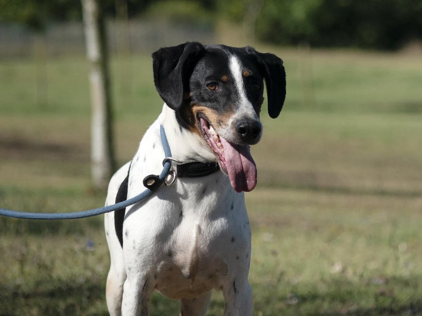 Adotta un cane, taglia media contenuta, maschio, Roma