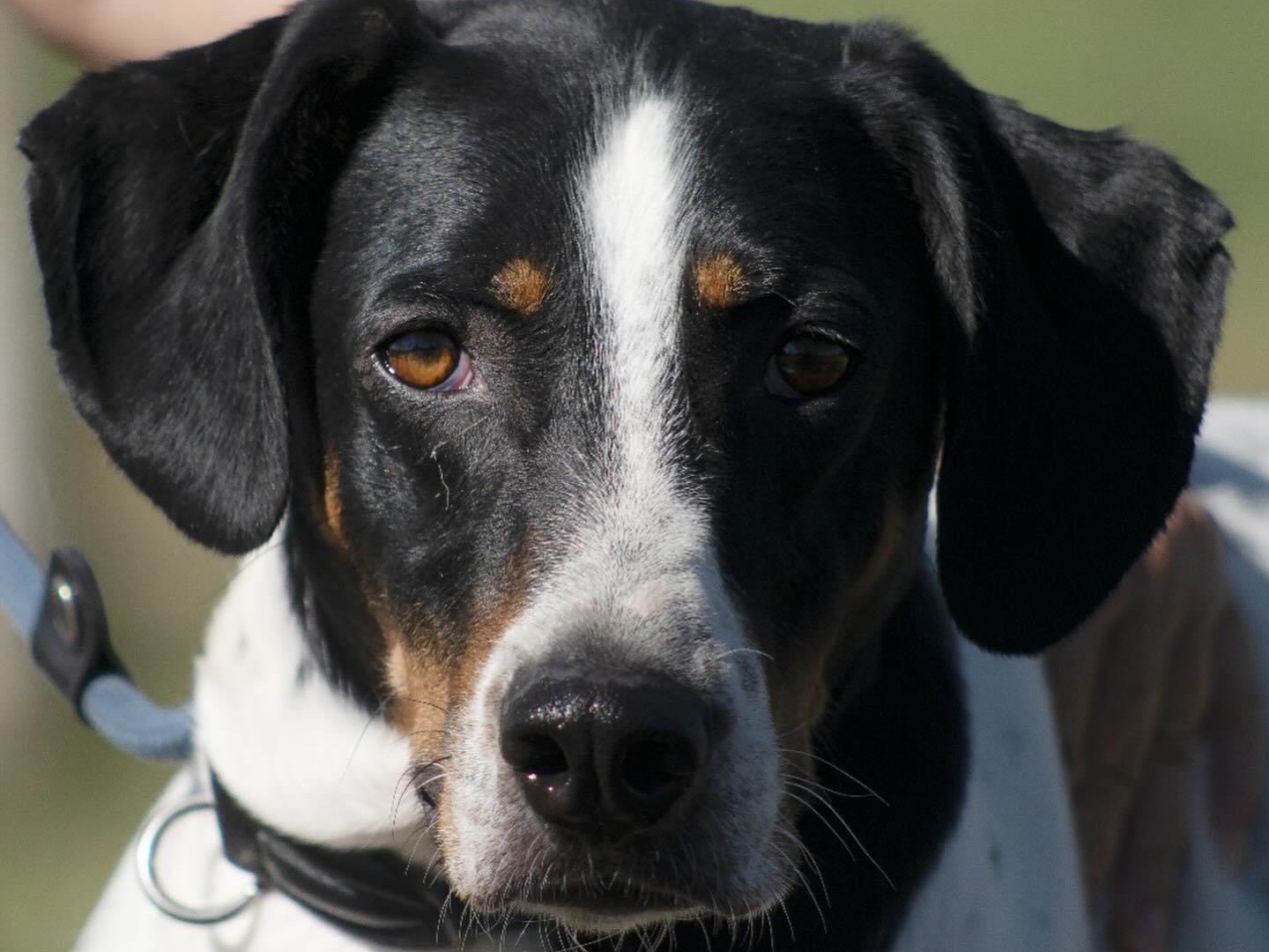 Vuoi adottare un cane a Roma?