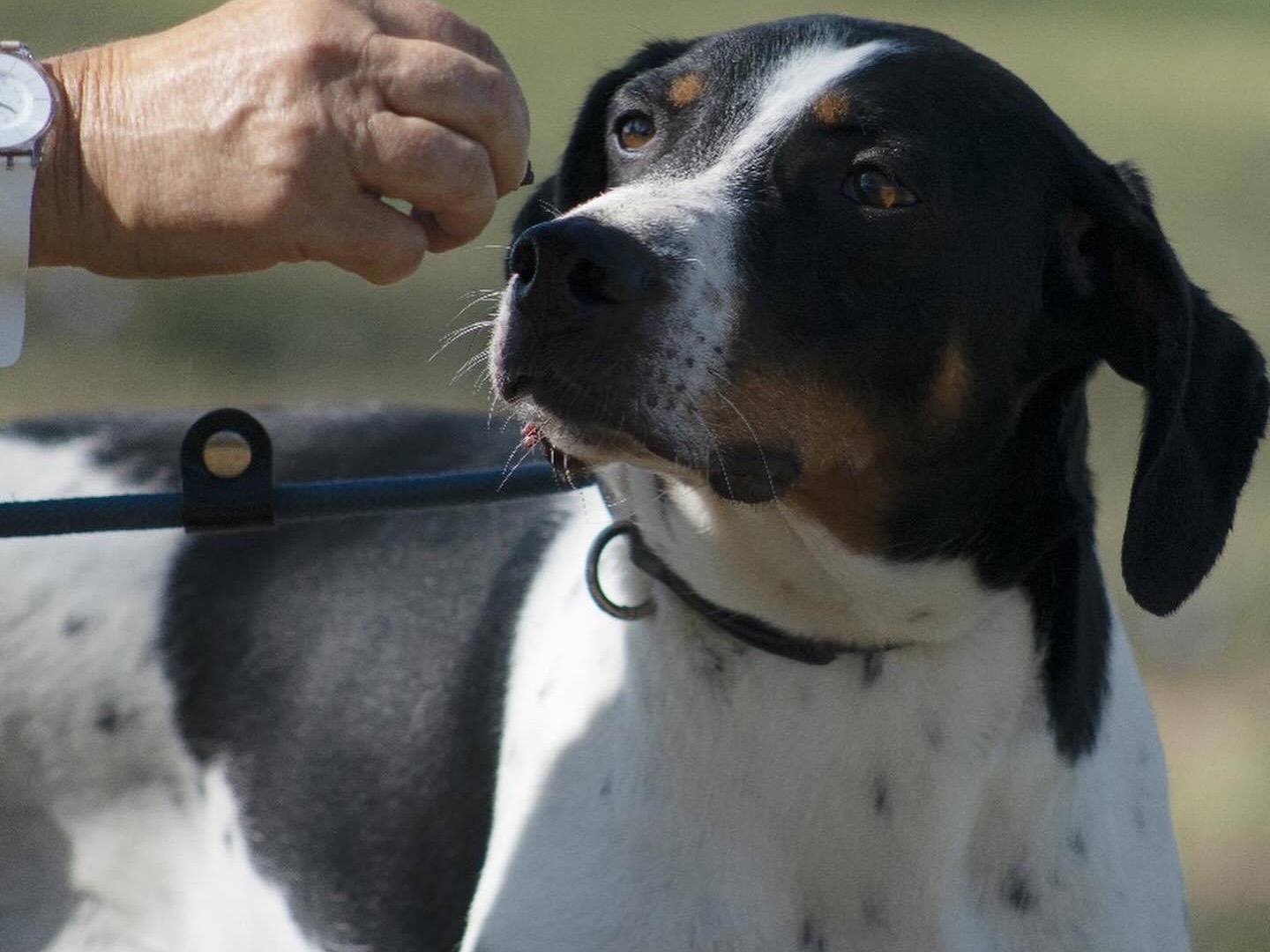 Adotta il cane Egeo  a Roma