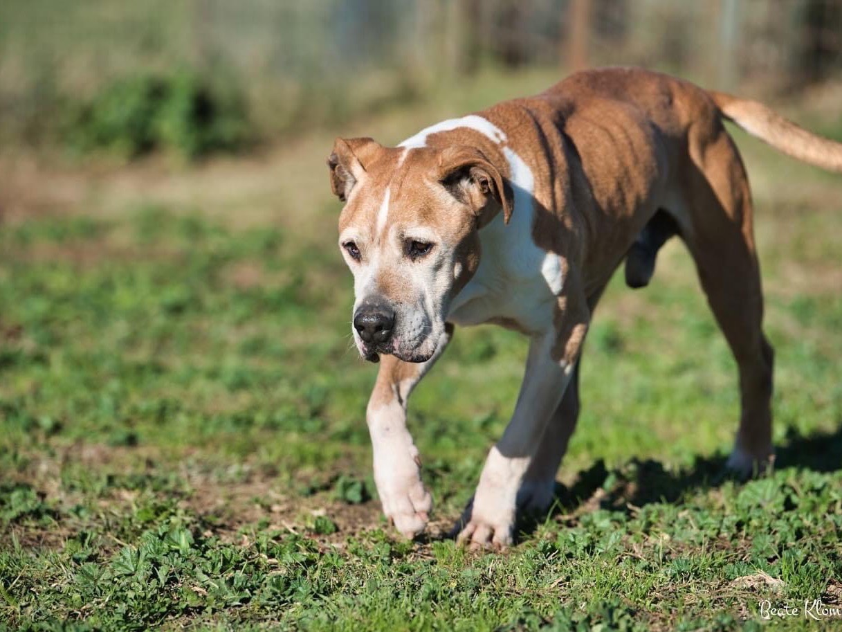 Adotta un cane, maschio, 15 anni  e 5 mesi , Roma