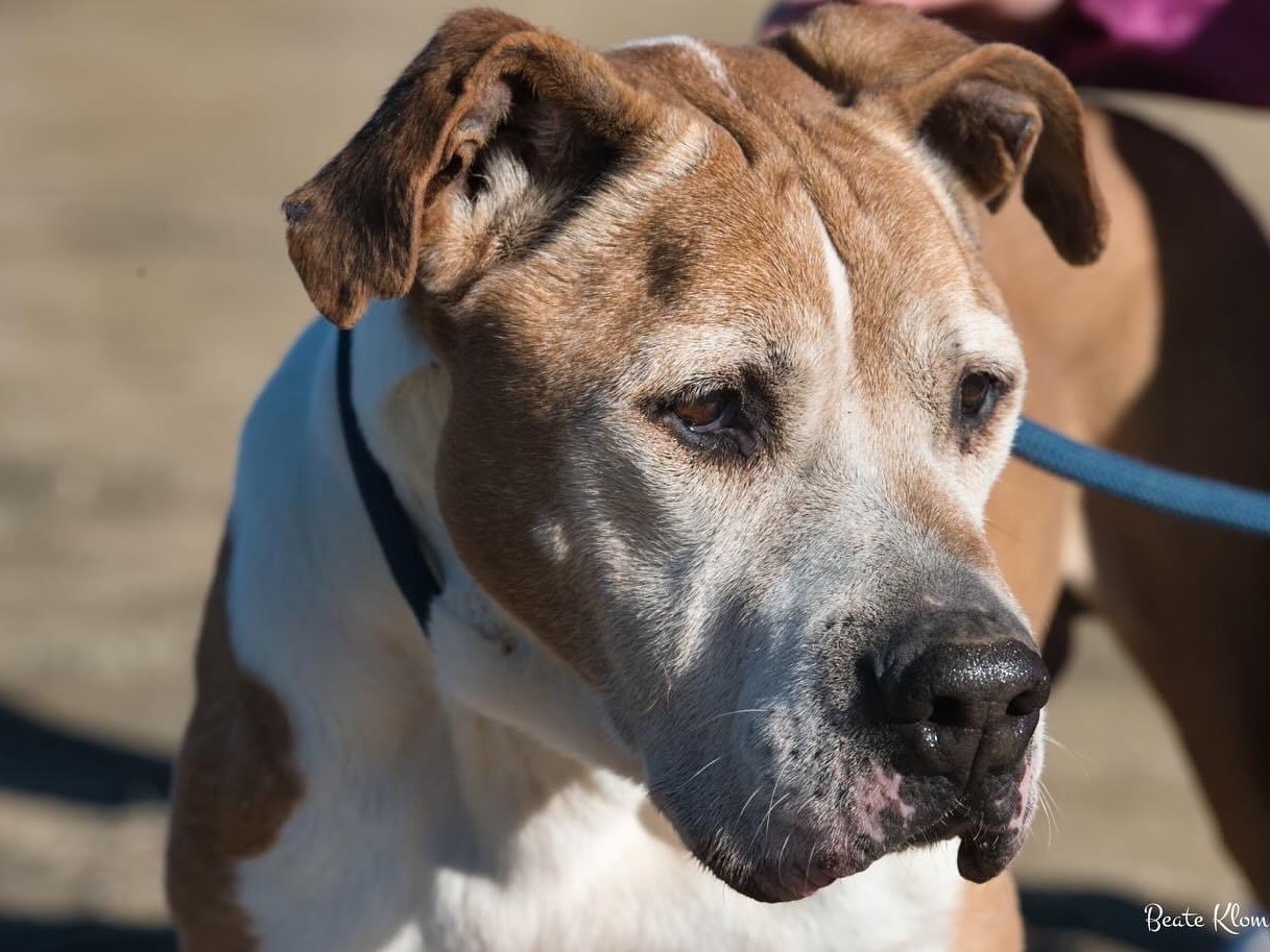 Adotta un cane, taglia media, maschio, Roma
