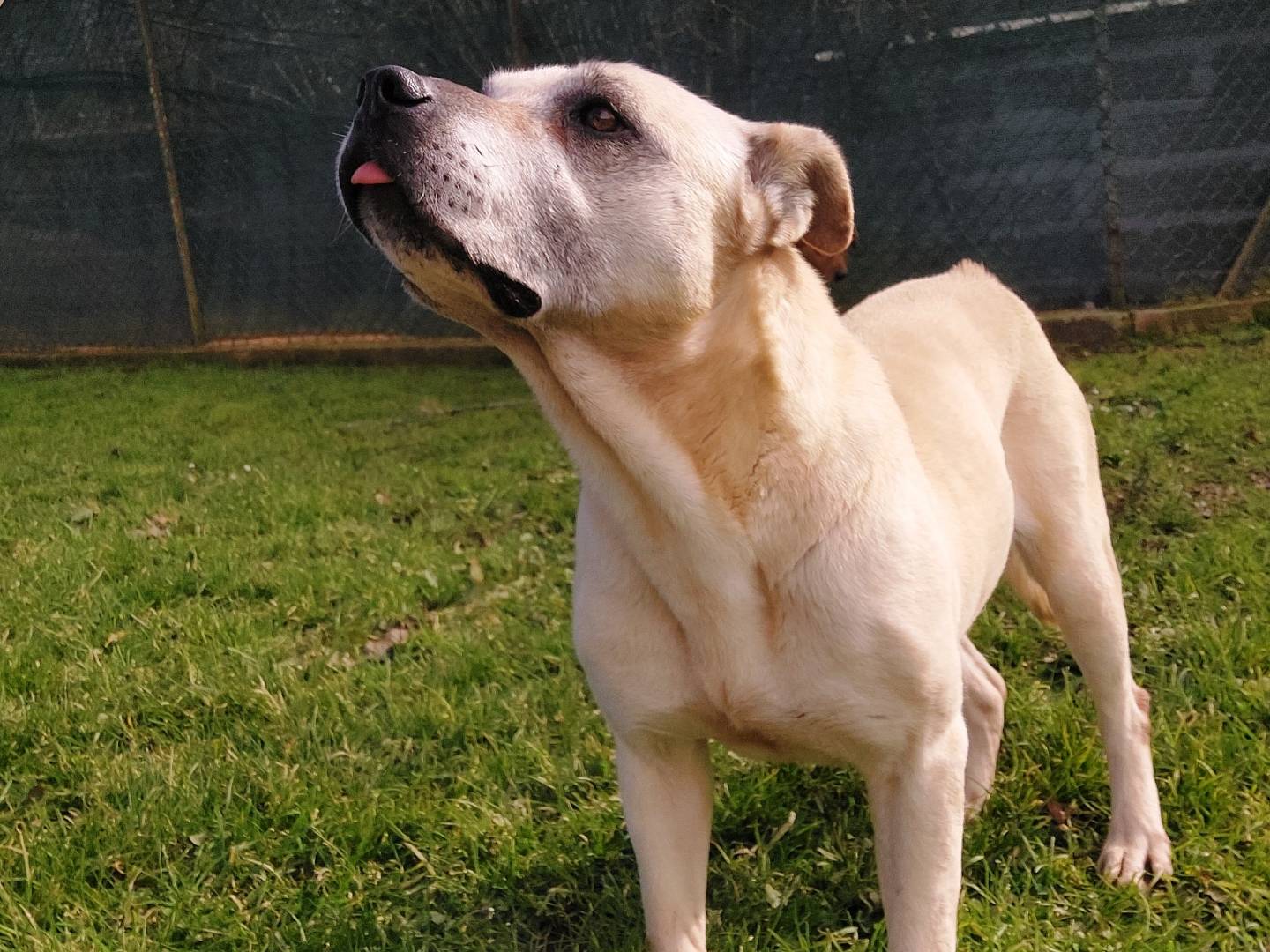 Adotta un cane, femmina, 9 anni  e 7 mesi , Viterbo