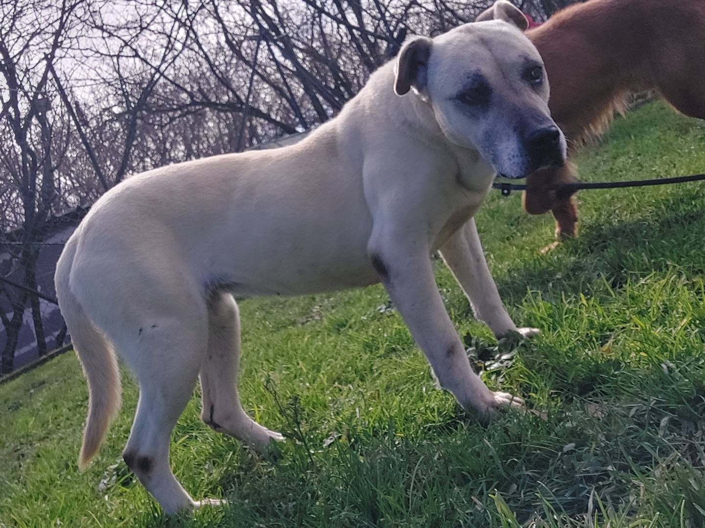 Adotta un cane, taglia media, femmina, Viterbo