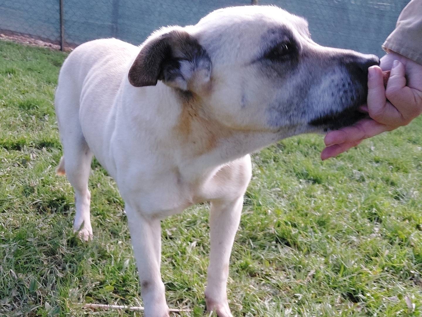 Vuoi adottare un cane a Viterbo?