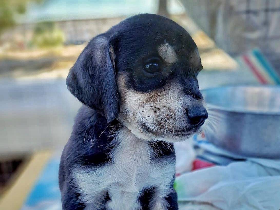 Adozione cane, maschio, meticcio, 2 anni e 1 mese, taglia media contenuta, Crotone