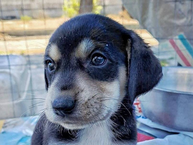 Adotta un cane, maschio, 2 anni e 1 mese, Crotone