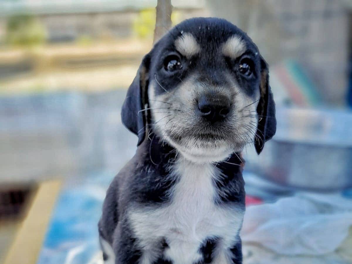 Adotta un cane, taglia media contenuta, maschio, Crotone