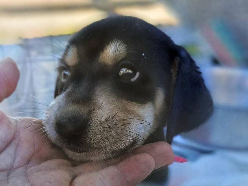 Vuoi adottare un cane a Crotone?