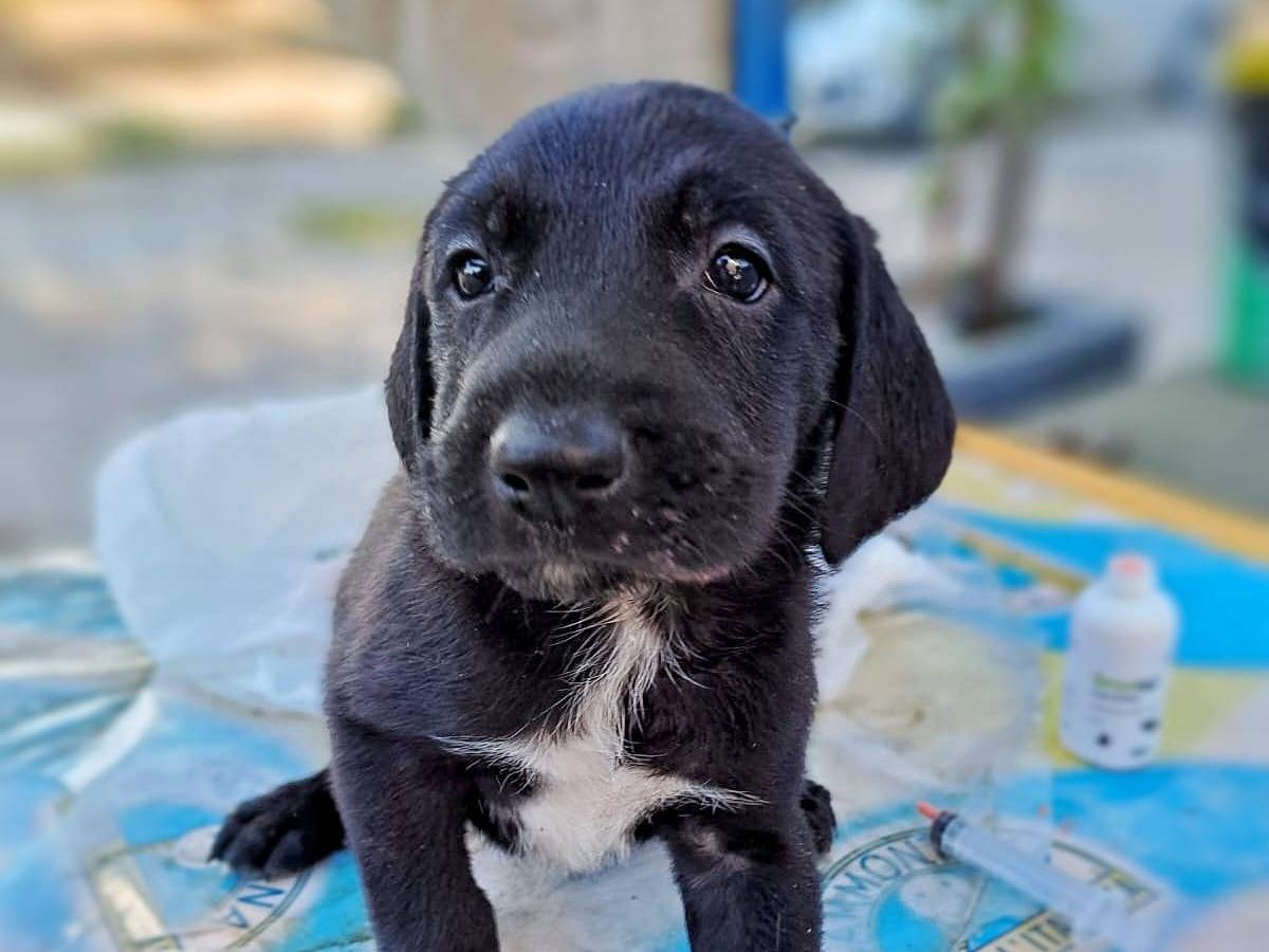 Adozione cane, maschio, meticcio, 2 anni e 1 mese, taglia media contenuta, Crotone