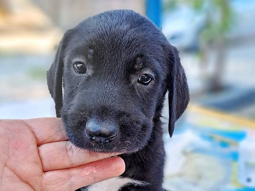Adotta un cane, maschio, 2 anni e 1 mese, Crotone