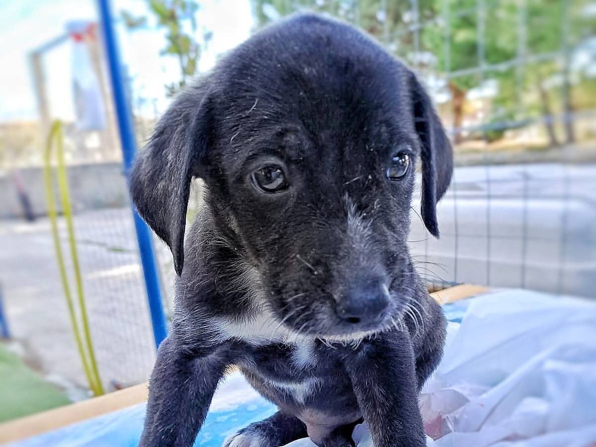 Adozione cane, maschio, meticcio, 2 anni e 1 mese, taglia media contenuta, Crotone