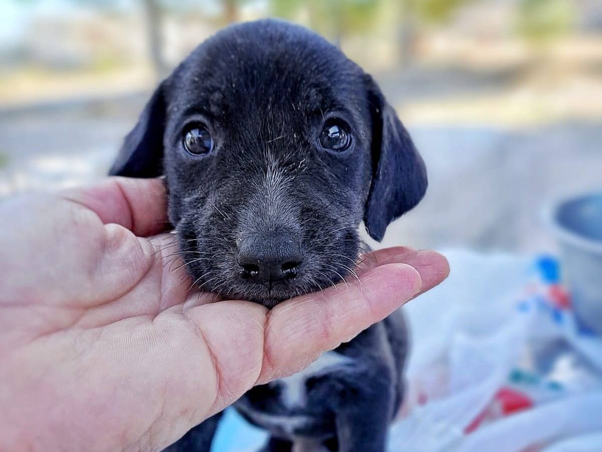 Adotta un cane, maschio, 2 anni e 1 mese, Crotone