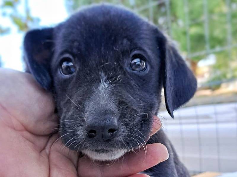 Adotta un cane, taglia media contenuta, maschio, Crotone