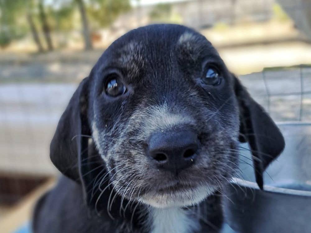 Adozione cane, maschio, meticcio, 2 anni e 1 mese, taglia media contenuta, Crotone