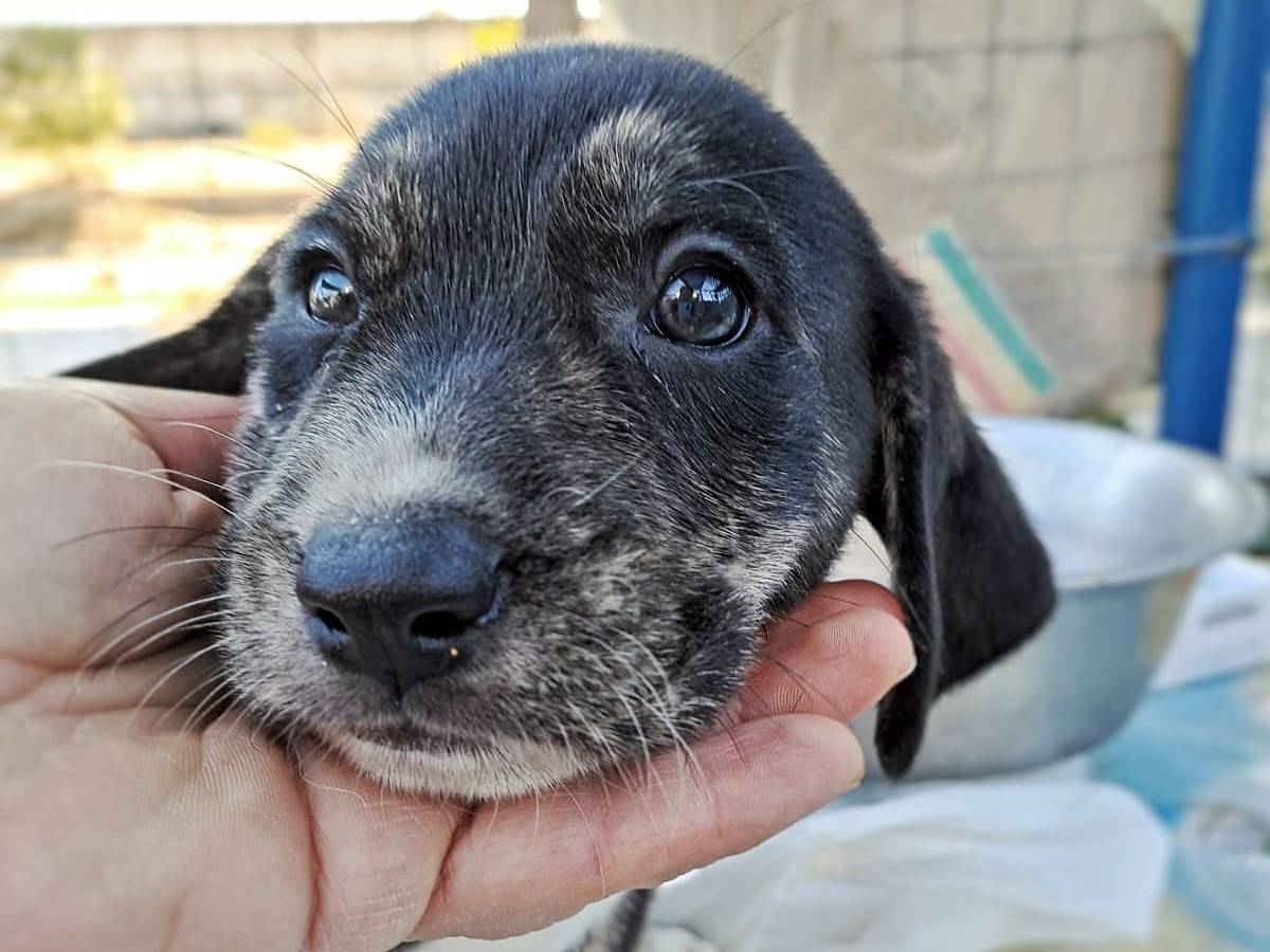 Adotta un cane, maschio, 2 anni e 1 mese, Crotone