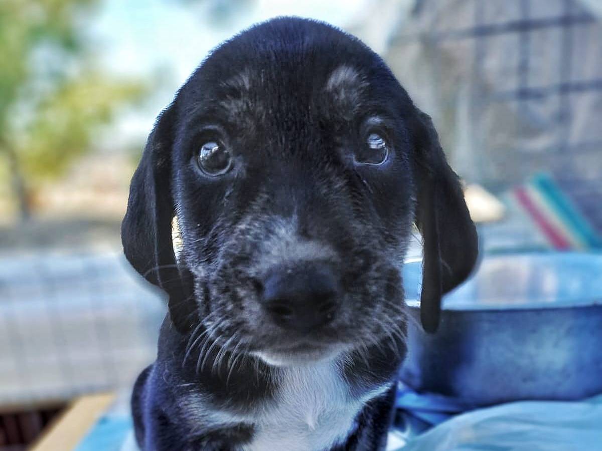 Adotta un cane, taglia media contenuta, maschio, Crotone