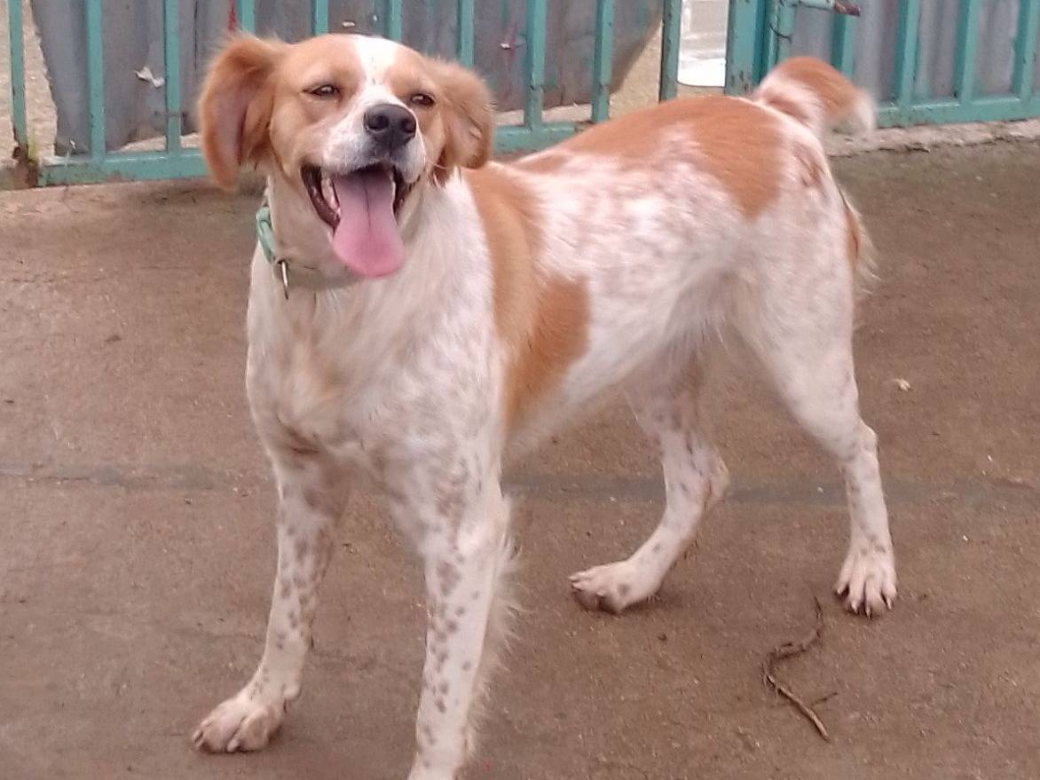 Adozione cane, femmina, meticcio, 3 anni  e 2 mesi , taglia media, Brindisi