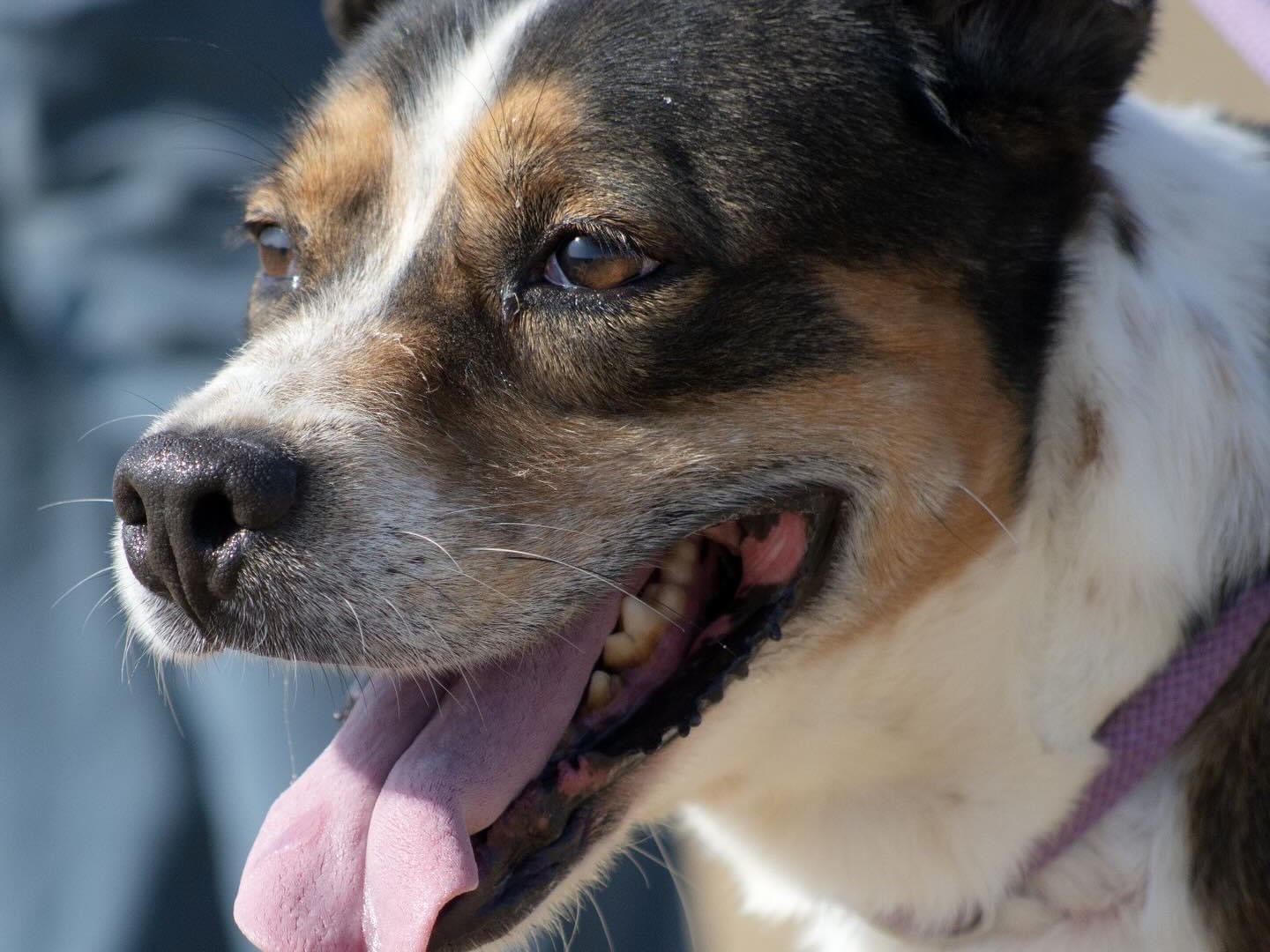 Adozione cane, maschio, meticcio, 5 anni  e 4 mesi , taglia media contenuta, Roma
