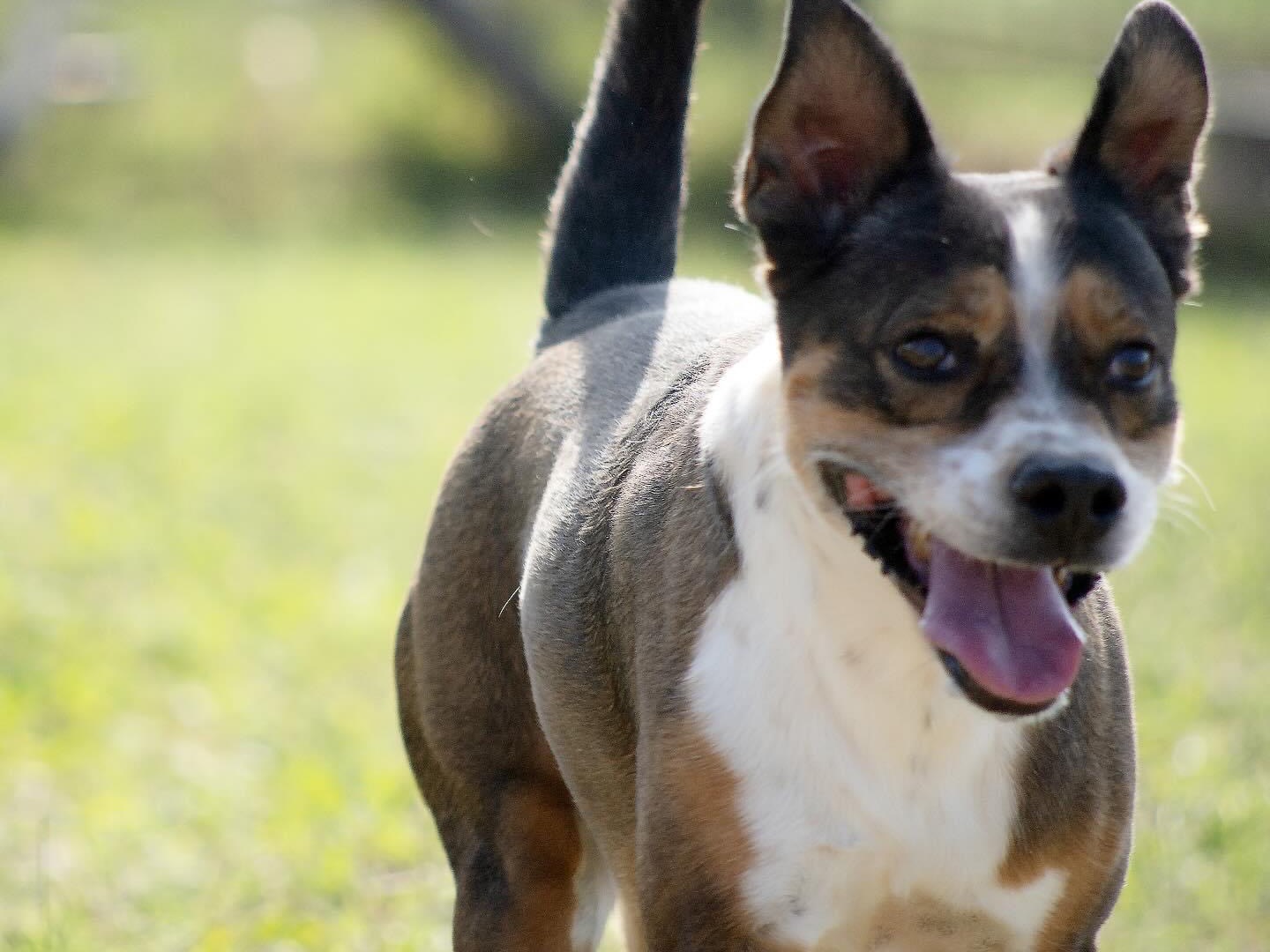 Adotta un cane, maschio, 5 anni  e 4 mesi , Roma